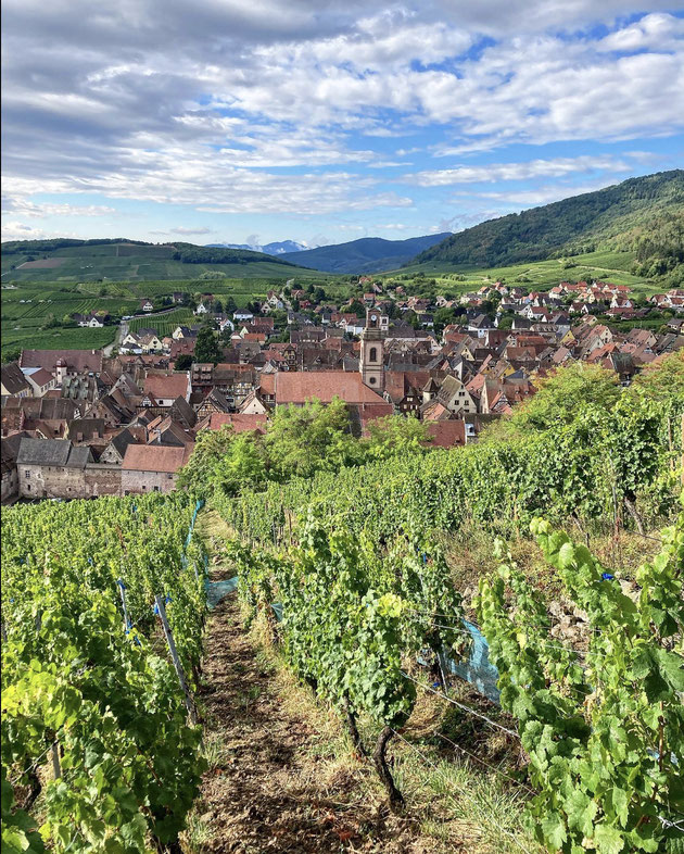 Les vignes complantées du Schoenenbourg  là où les raisins s’unissent à la force du lieu pour offrir des grands vins  -Une longue histoire de valeurs qui se cultivent au Domaine Marcel Deiss / photographie : www.cheminsbioenalsace.fr 