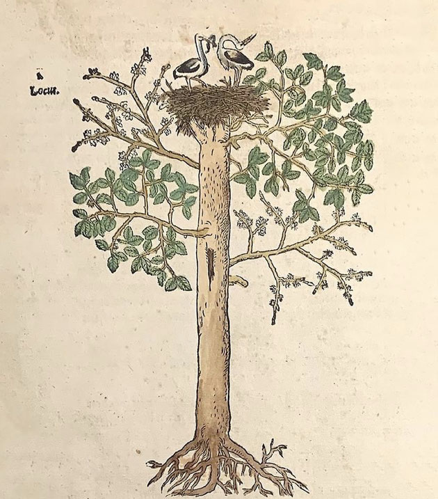 Jérôme Bock (Hieronymus Bock) a publié le "New Kreütter Büch" à Strasbourg en 1539. Si la première édition n'est pas illustrée, les suivantes le sont. Cette gravure sur bois paraît en 1565 et représente un nid de cigognes au sommet d'un orme.