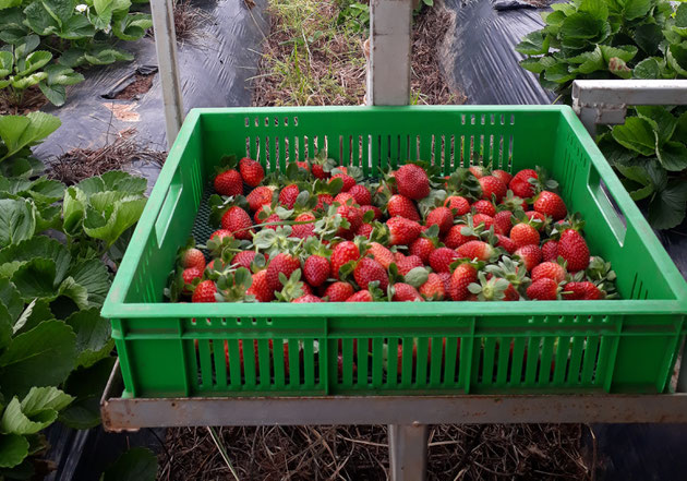 Strawberries Bundaberg