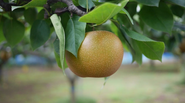 農家の方々が、丹精をこめて育てた野菜や果物をベストな状態で消費者の皆さまへ届けるために、品質保持エアセルは大きな貢献を果たすことでしょう。