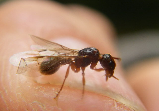 Un insecte des plus intéressants !