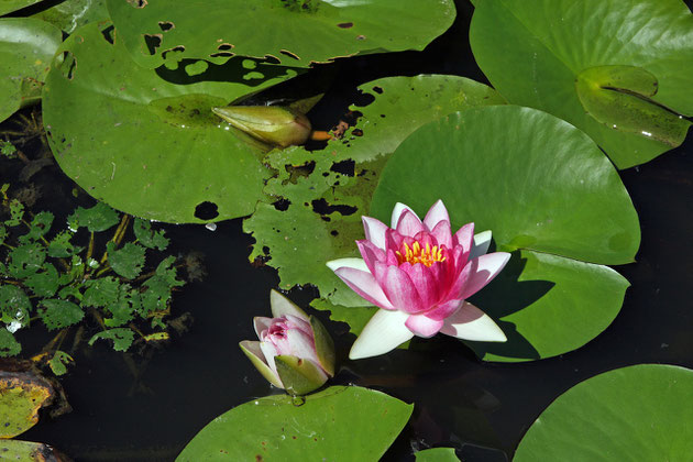 水面花 陽光を受け、静かに花を咲かせている光景に見とれる（上越・山間）