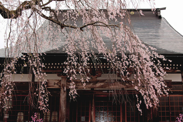 しだれ桜 風雪に耐えた桜花は、人々を魅了する（栄恩寺）