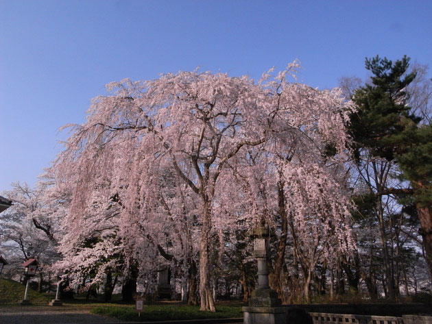 枝垂れ桜