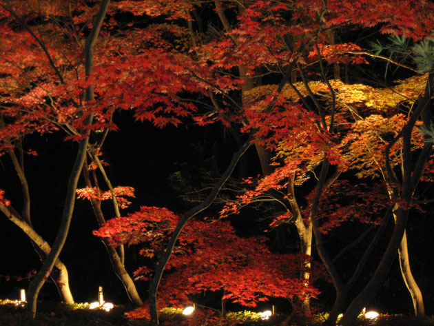 秋の色彩 暗闇にライトアップされた紅葉が幻想的な風景となる（柏崎・松雲山荘）