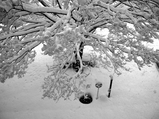 雪 降る雪を窓辺から眺め、雪の風情を楽しむ（N学院の校庭）