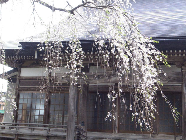 栄恩寺：桜の名所となった栄恩寺のしだれ桜　しっとりとして見るものを呼びますライトアップもきれいです