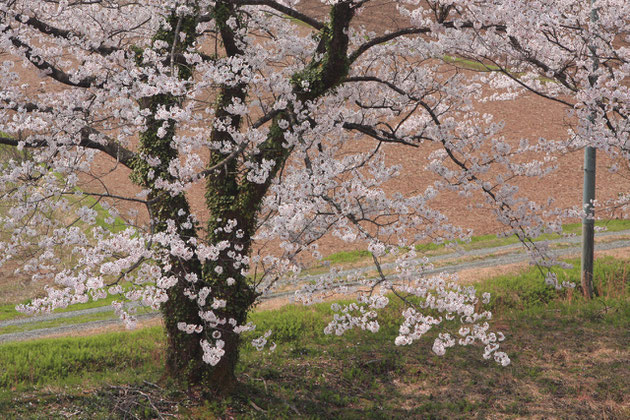 さくら 堤防に沿って植えられた満開の桜は、人々の目を楽しませる（大池いこいの森）