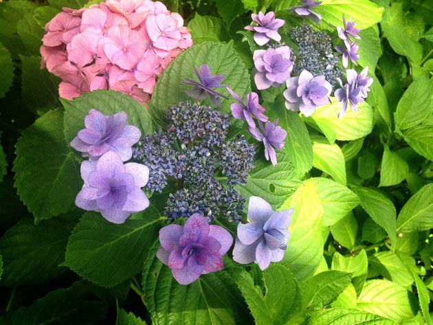 理科 紫陽花のがく 花 めしべ おしべ エース学院