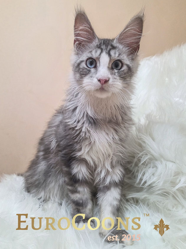 Silver Maine Coon Kitten with Blue Eyes Available - Location Missouri, USA