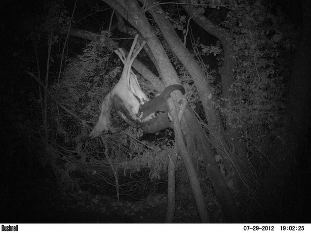 Due thick tailed bushbabies