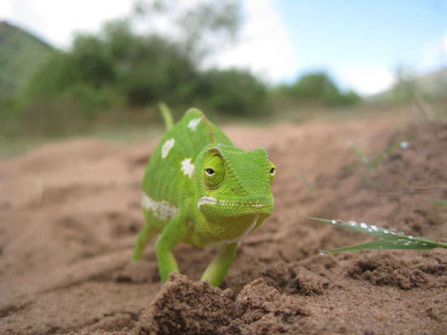 Flap-necked chameleon (Chamaeleo dilepis)