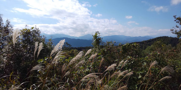 すすきと山々(丹沢山地と道志山塊)