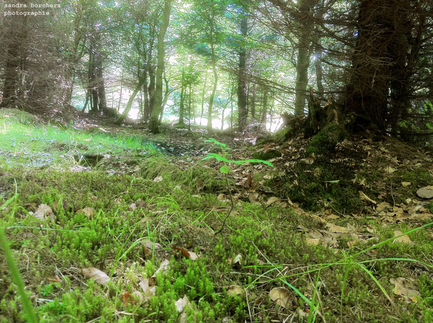 Perspektive: Picknickdecke (nur ein Handy-Foto)