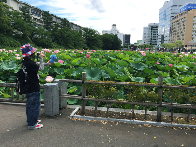 夏の千秋公園とミズモ お堀 蓮の花