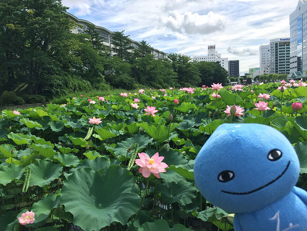 夏の千秋公園とミズモ お堀 蓮の花