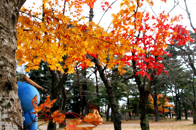 千秋公園の紅葉とミズモ