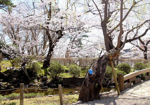 春の千秋公園とミズモ4
