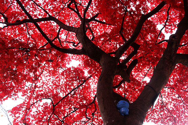 千秋公園の紅葉とミズモ