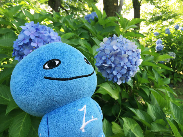 夏の千秋公園とミズモ アジサイ-2