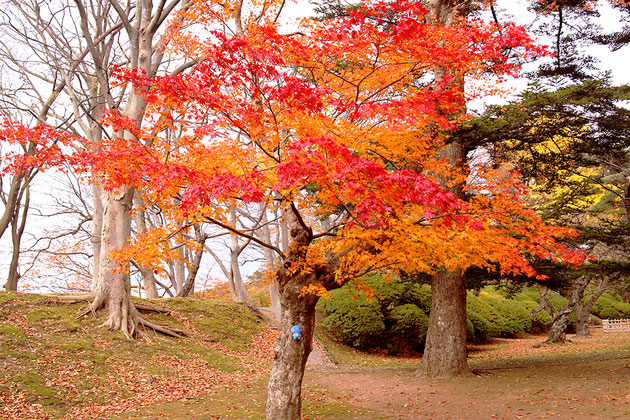 千秋公園の紅葉とミズモ