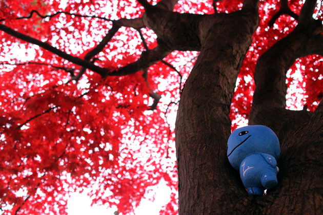 千秋公園の紅葉とミズモ