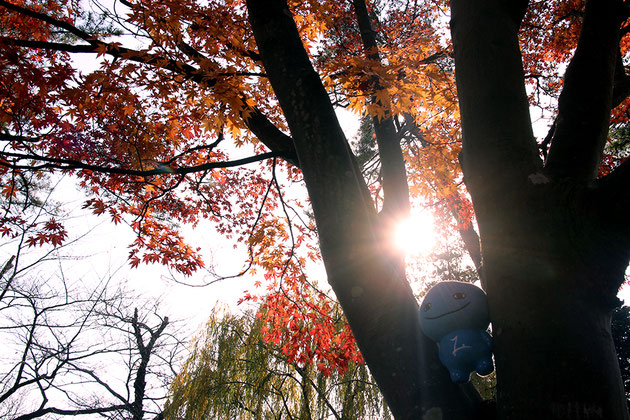 千秋公園の紅葉とミズモ