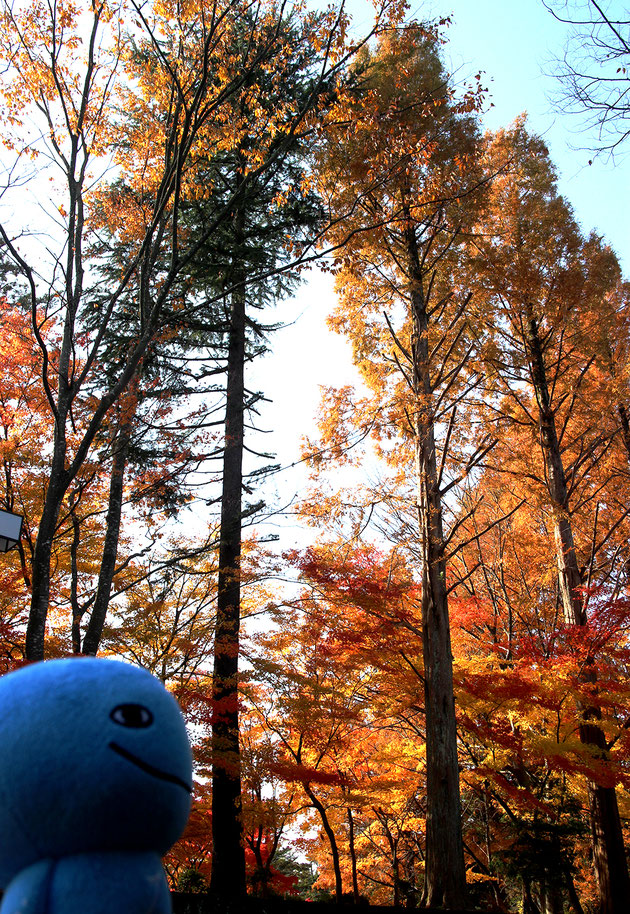 千秋公園の紅葉とミズモ