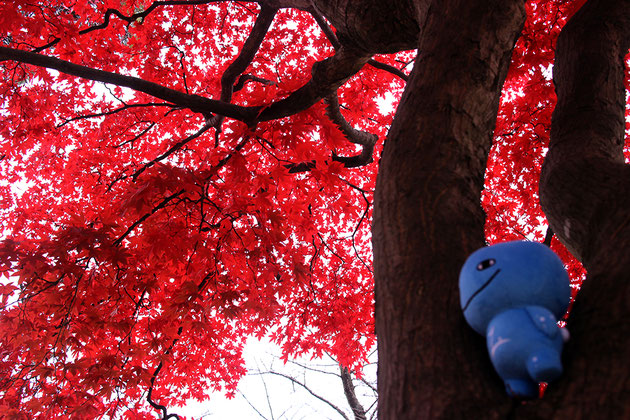 千秋公園の紅葉とミズモ