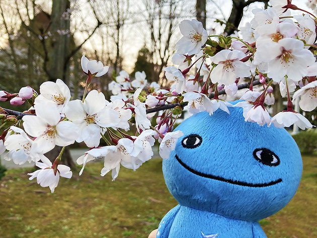 フジワラサヤカBLOG #70 千秋公園桜まつり2022_10