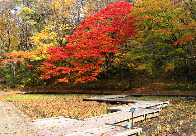 千秋公園の紅葉とミズモ