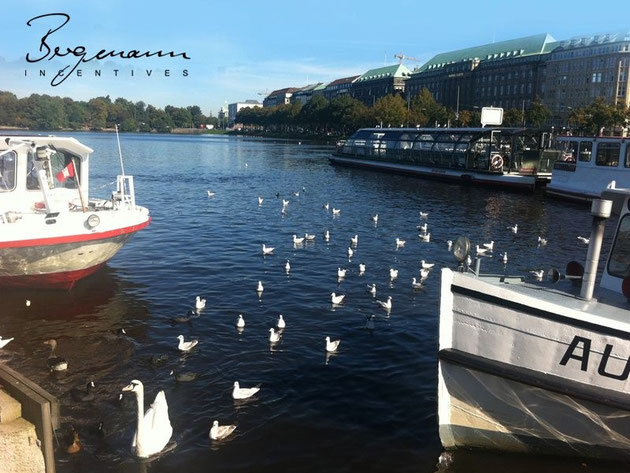 Hamburg Alster Lake - the white swan ..