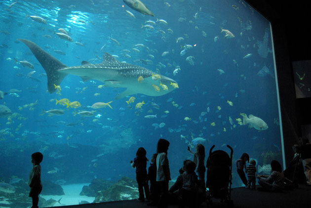 Atlanta Georgia Aquarium - ein Wal-Hai