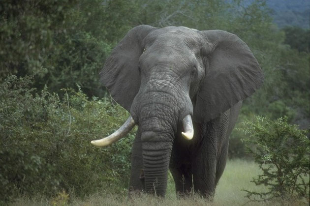 Elefantenbulle im Sabi-Sabi-Reservat