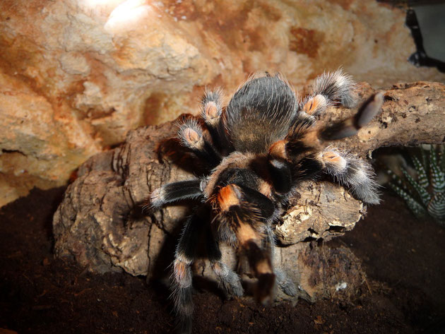 Conchita alias Mrs. Smith - Brachypelma smithi