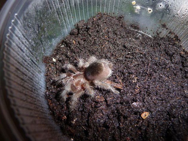 La Negra - Grammostola pulchra