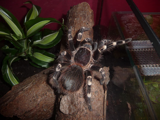 Leticia - Acanthoscurria geniculata