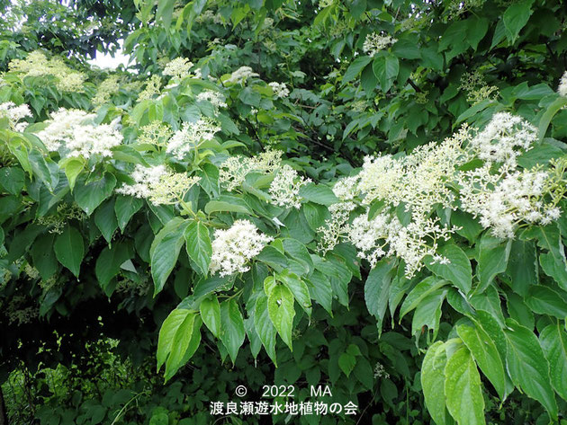 渡良瀬遊水地内のクマノミズキ