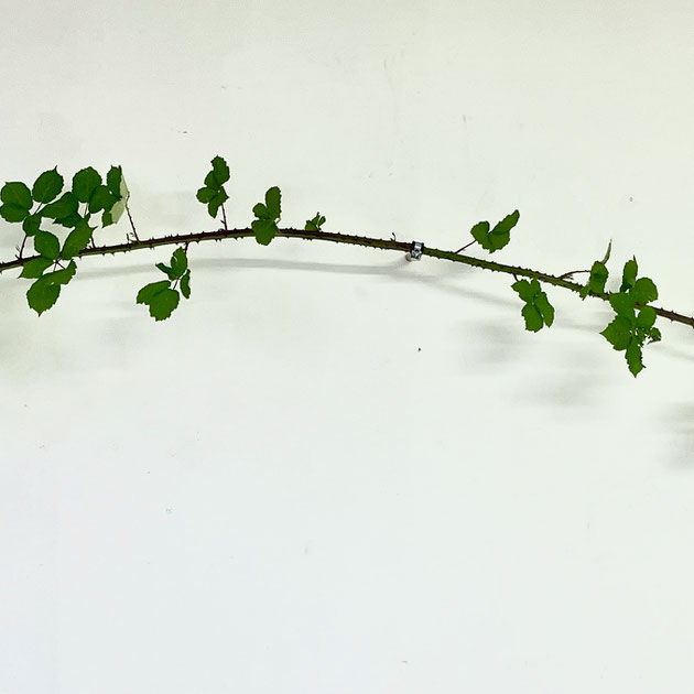 SOURCE OF - Blackberry vines, pipe wall mounts may 2024