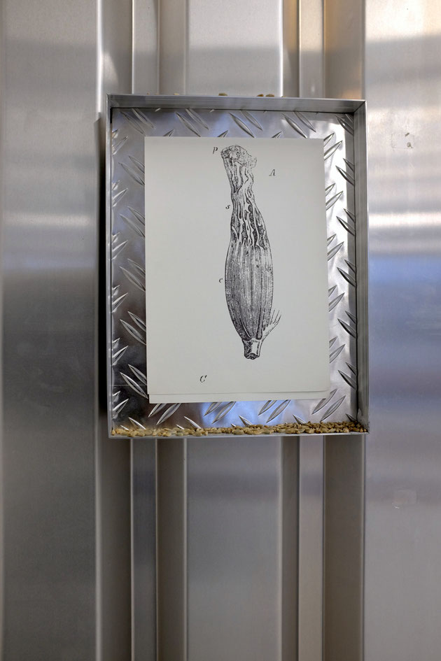 SÄHEN, Installation, 30.000 Rye Seeds, Alloy Frames, composted Textes, Drawing and print on paper, dimension variable
