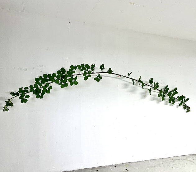 SOURCE OF - Blackberry vines, pipe wall mounts may 2024