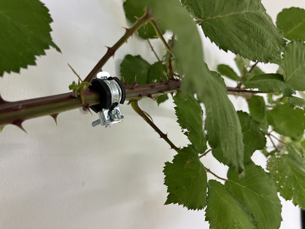 SOURCE OF - Blackberry vines, pipe wall mounts may 2024
