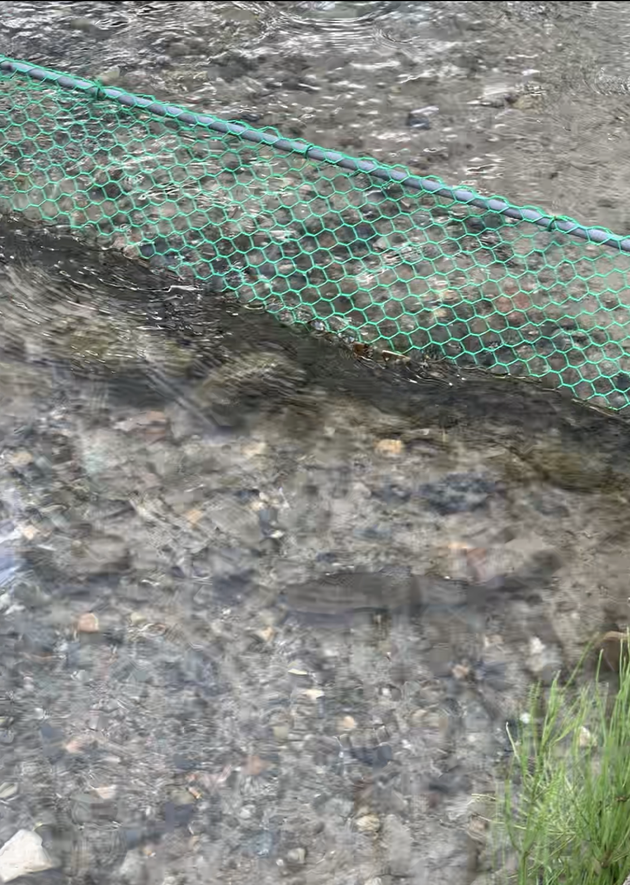 奥飛騨温泉郷オートキャンプ場の手づかみ場所に放たれた勢いの良い魚