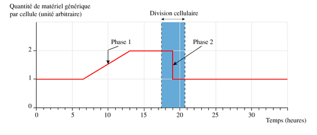 Evolution de la quantité d'ADN au cours de la multiplication cellulaire. Source: http://www.kartable.fr