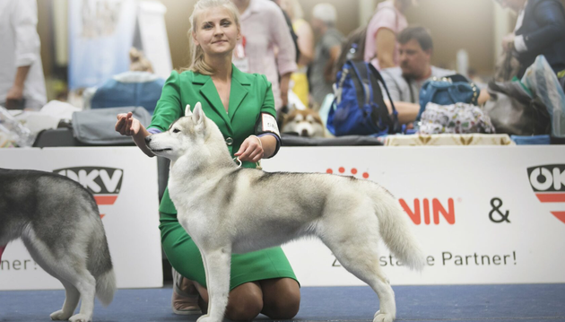 Frau mit Husky auf einer Hundeshow