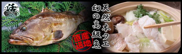 クエの季節がきました。響新栄店で幻の高級魚をご堪能ください。