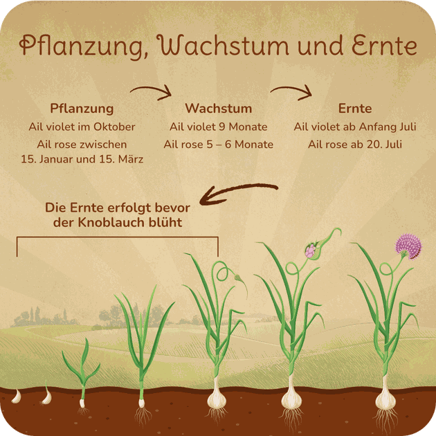 Pflanzung; Wachstum; Ernte; Knoblauch; Ail; violet; rose; Frankreich; Nordfrankreich; Fressain; Arleux; Knobi; Knolle