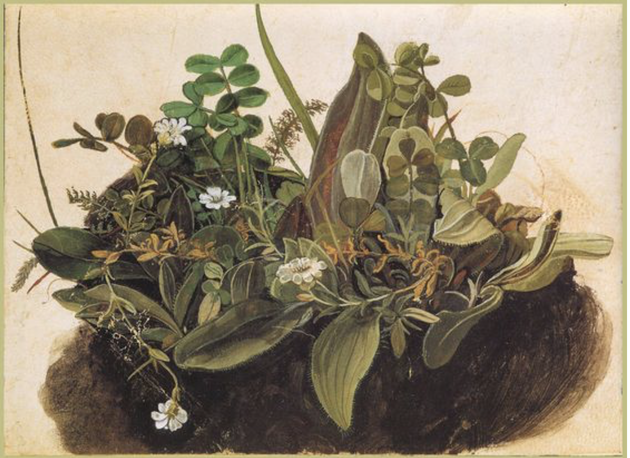La Petite touffe d'herbes, Albrecht Dürer, aquarelle, 1490