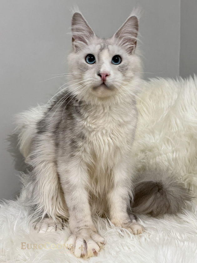 Silver shaded chinchilla Maine Coon kittens for sale in USA