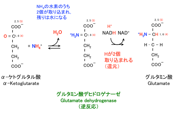 グルタミン酸の生合成